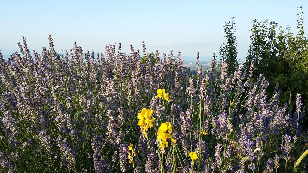 Alloggio per agriturismo Frateria Di San Benedetto *